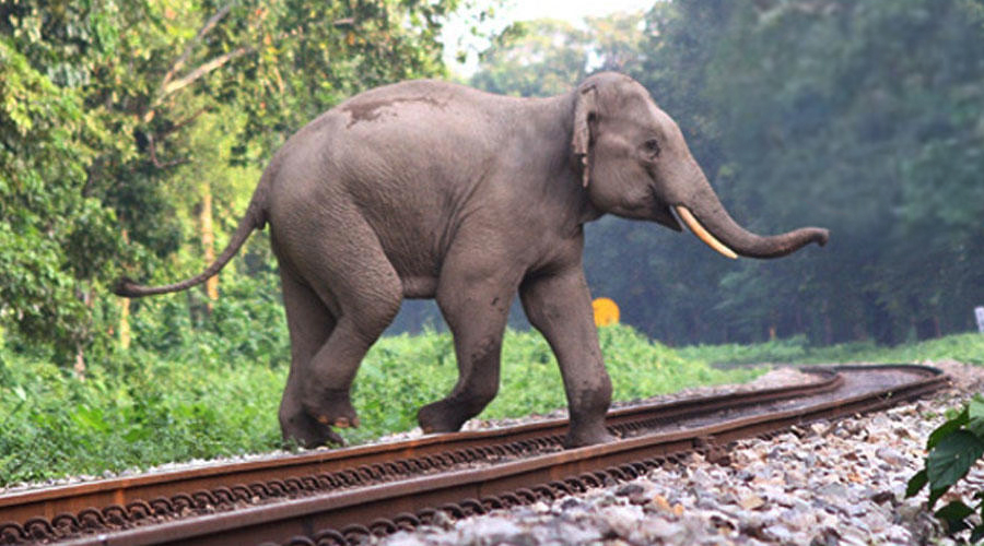 An elephant crossing a  railway track.